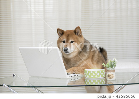 パソコン 柴犬 犬 ビジネスの写真素材
