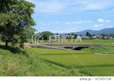 夏の安曇野　田園風景 42585716