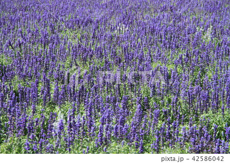 安曇野ちひろ公園 ブルーサルビアの花壇の写真素材