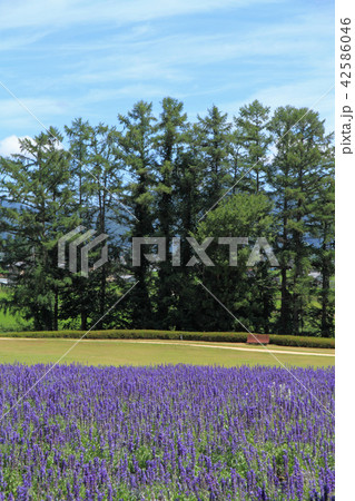 安曇野ちひろ公園　ブルーサルビアの花壇 42586046