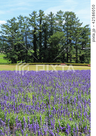 安曇野ちひろ公園　ブルーサルビアの花壇 42586050