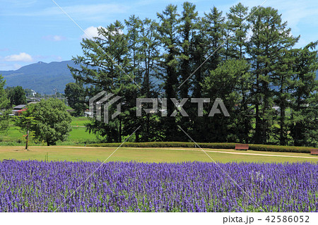 安曇野ちひろ公園　ブルーサルビアの花壇 42586052
