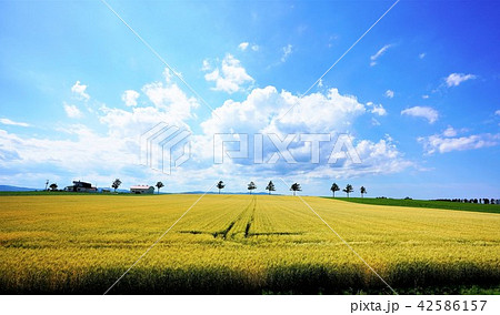 夏のメルヘンの丘 16:9 夏のメルヘンの丘 16:9 42586157