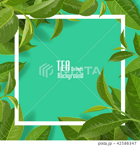 Green tea leaves vector nature background. 42586347