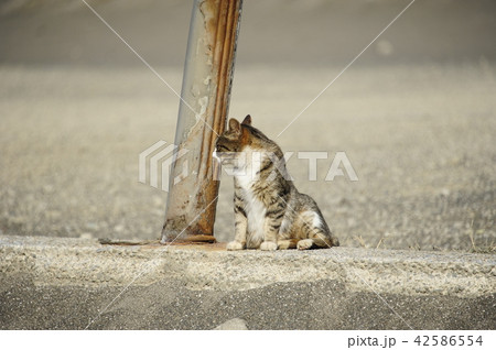 野良猫 野良猫 42586554