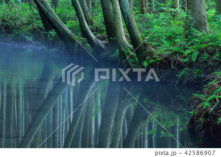 夏の牛渡川 42586907