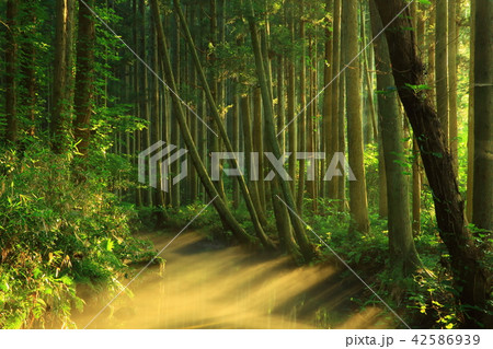 夏の牛渡川 42586939