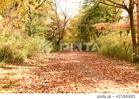 遊歩道 落ち葉 遊歩道 落ち葉 42586985