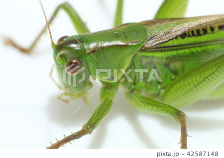 キリギリス 42587148