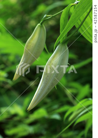 二つ並んだヤマユリのつぼみ 福島県只見町 二つ並んだヤマユリのつぼみ 福島県只見町 42587154