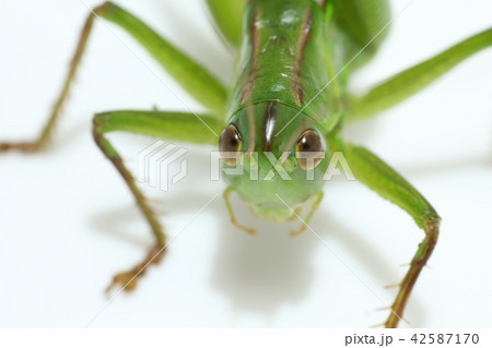 キリギリス キリギリス 42587170