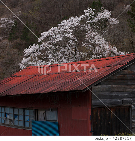 桜と赤い建物 42587217