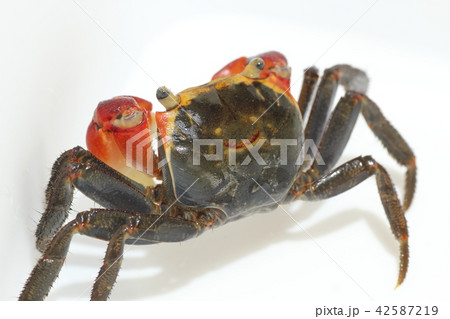 赤手がに アカテガニ 赤手がに アカテガニ 42587219