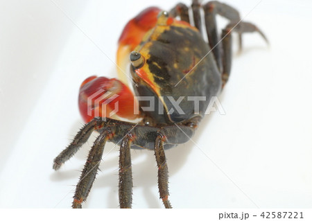赤手がに アカテガニ 赤手がに アカテガニ 42587221