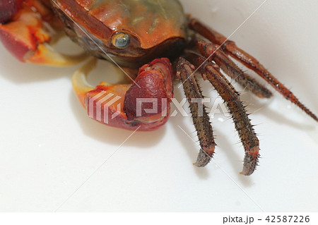 赤手がに アカテガニ 赤手がに アカテガニ 42587226
