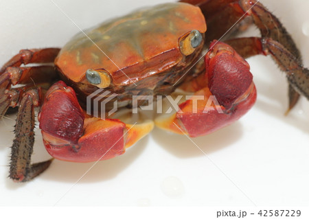 赤手がに アカテガニ 赤手がに アカテガニ 42587229