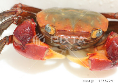 赤手がに アカテガニ 赤手がに アカテガニ 42587241