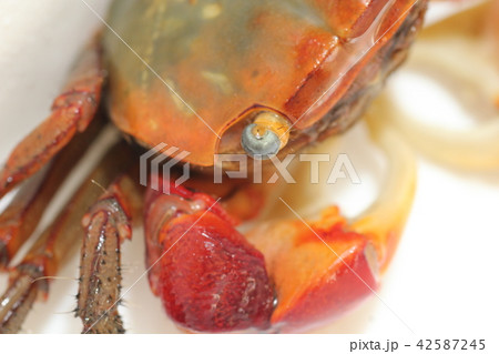 赤手がに アカテガニ 赤手がに アカテガニ 42587245