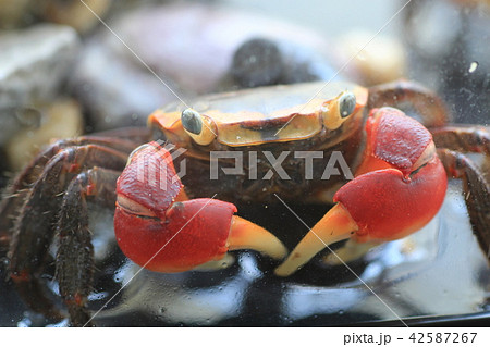赤手がに アカテガニ 赤手がに アカテガニ 42587267