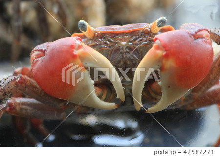 赤手がに　アカテガニ 42587271