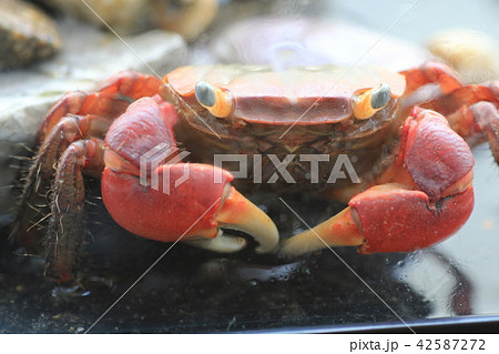 赤手がに　アカテガニ 42587272