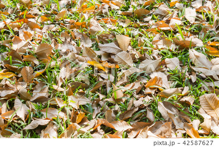 Dried Leaves and Fresh Grass on Ground 3 Dried Leaves and Fresh Grass on Ground 3 42587627