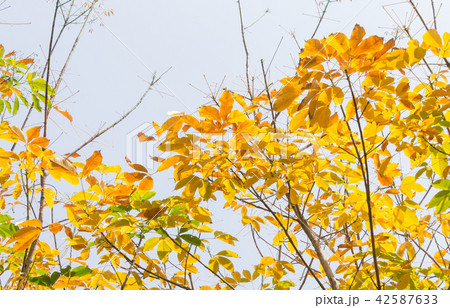 Yellow Rubber Tree Leaves on Sky Background Yellow Rubber Tree Leaves on Sky Background 42587633