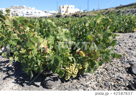 ギリシャ、サントリーニ島のワイナリー 42587637