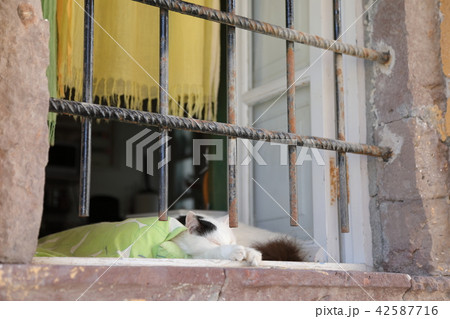 ギリシャ、サントリーニ島の猫 42587716