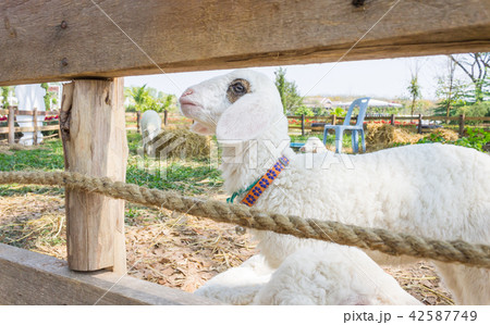 White Sheep or Ram Animal in Stall and Green Tree 42587749