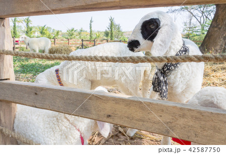 White Black Sheep or Ram Animal in Stall 42587750