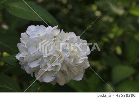 アジサイの花 アジサイの花 42588280