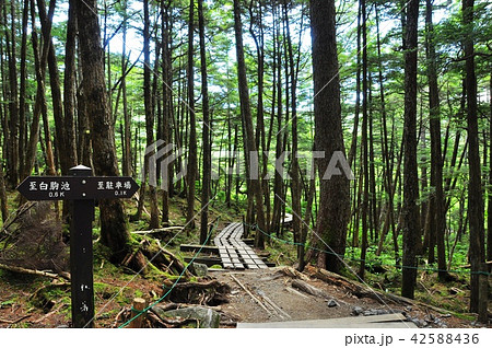 長野県　白駒の森散策路と標識 42588436