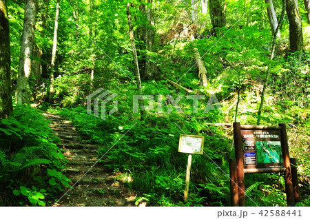 木曽町　木曽油木美林登山道と案内板 42588441