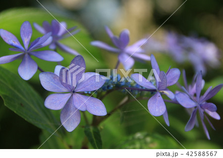 アジサイの花 アジサイの花 42588567