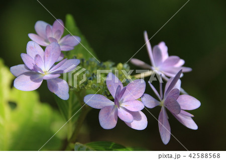 アジサイの花 アジサイの花 42588568