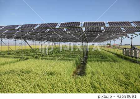 太陽光パネル_営農型ソーラー　三重県木曽岬町 42588691