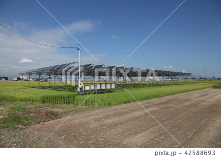 太陽光パネル_営農型ソーラー　三重県木曽岬町 42588693