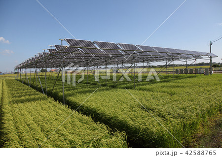 太陽光パネル_営農型ソーラー 太陽光パネル_営農型ソーラー 42588765