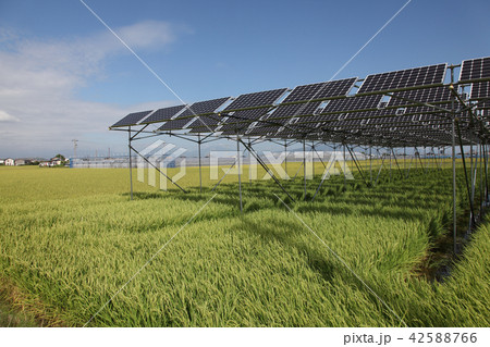 太陽光パネル_営農型ソーラー 太陽光パネル_営農型ソーラー 42588766