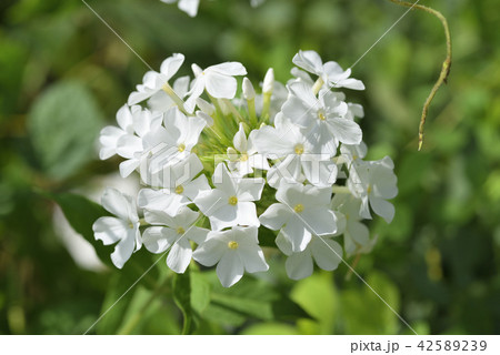 宿根フロックスの写真素材