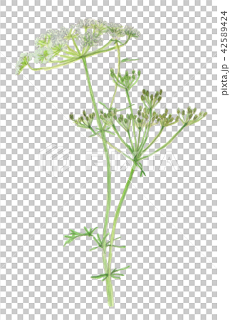 キャラウェイ Carum carvi キャラウェイ Carum carvi 42589424