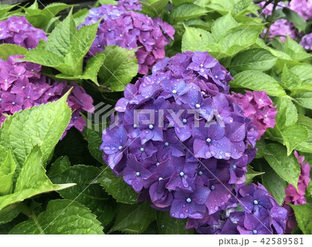 紫陽花2 紫陽花2 42589581