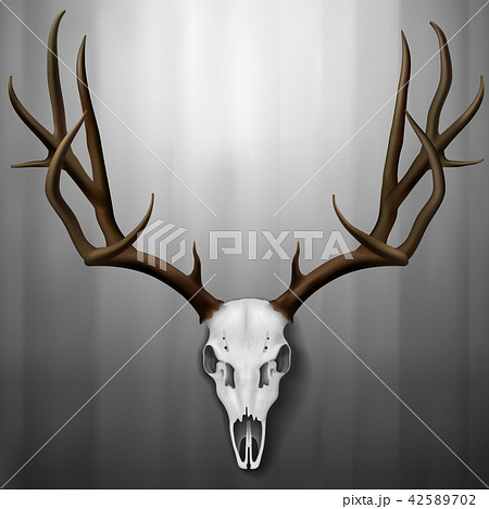 Realistic Deer Skull And Antlers Hanging On Wallのイラスト素材