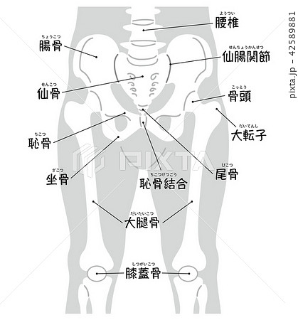 腰椎から膝蓋骨まで　ボディグレー（名称入り） 42589881