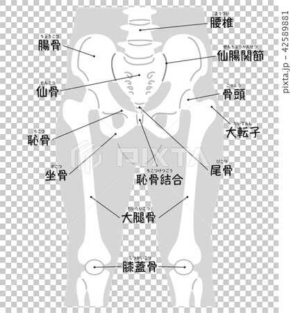 腰椎から膝蓋骨まで　ボディグレー（名称入り） 42589881