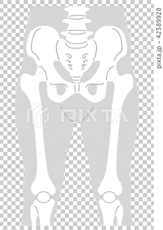 Body gray from lumbar vertebra to patella 42589928