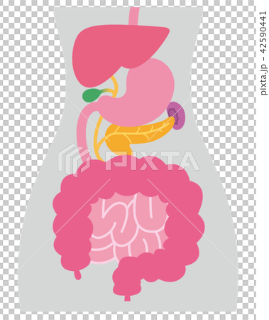 消化器系　脾臓　ボディグレー 42590441