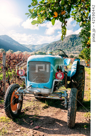 Old light blue tractor for agricultural crops Old light blue tractor for agricultural crops 42590442