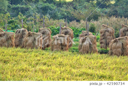 秋 ハサガケ 稲わら 干す 秋 ハサガケ 稲わら 干す 42590734